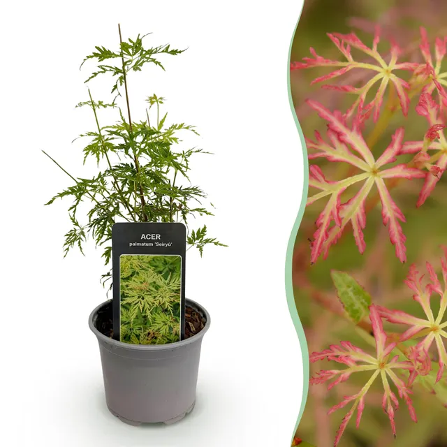 green-guardia-unsere-pflanzen-acer-palmatum-seiryu-35cm-gr-n image 1