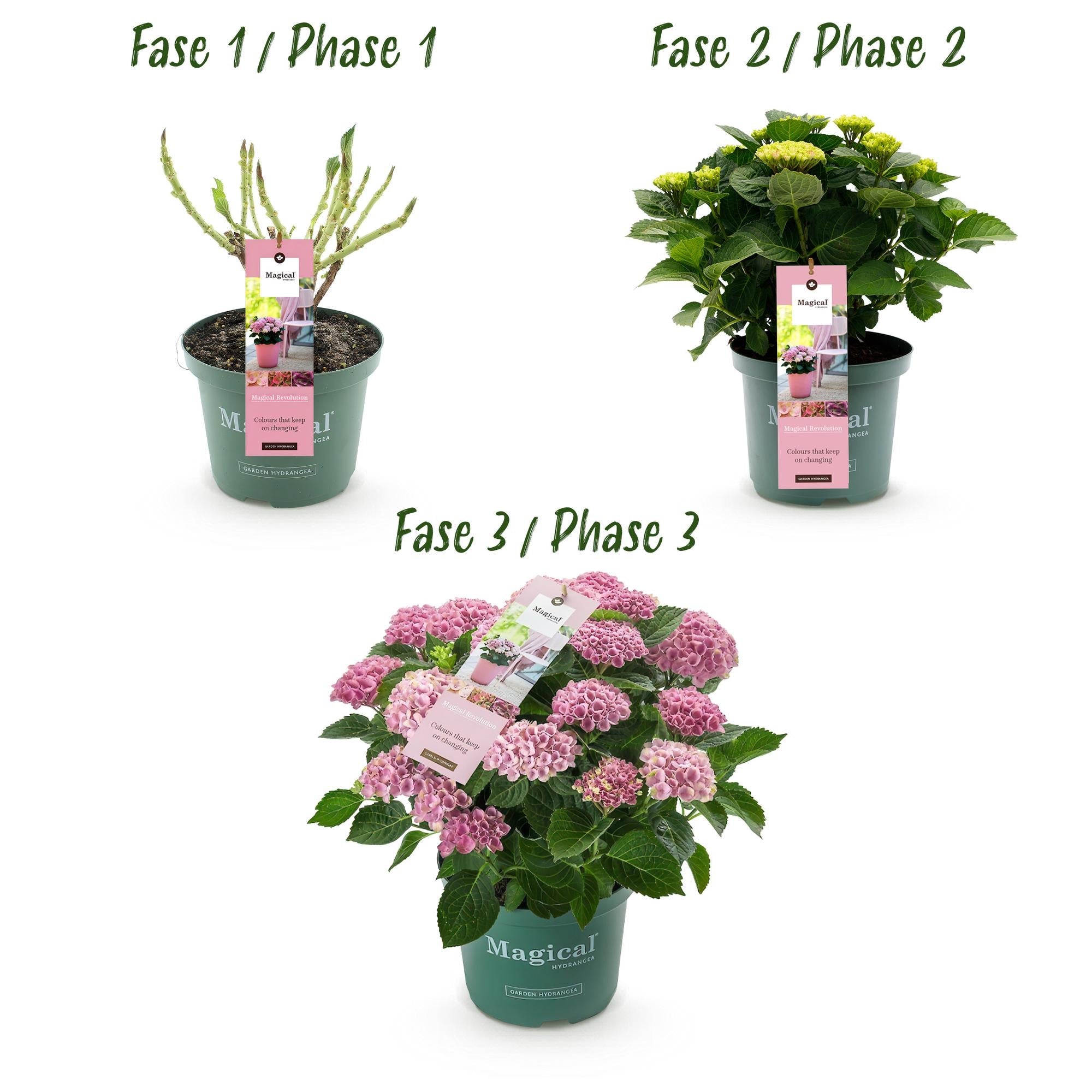 green-guardia-hortensie-magical-revolution-pink-55-cm-1-pflanze image 3