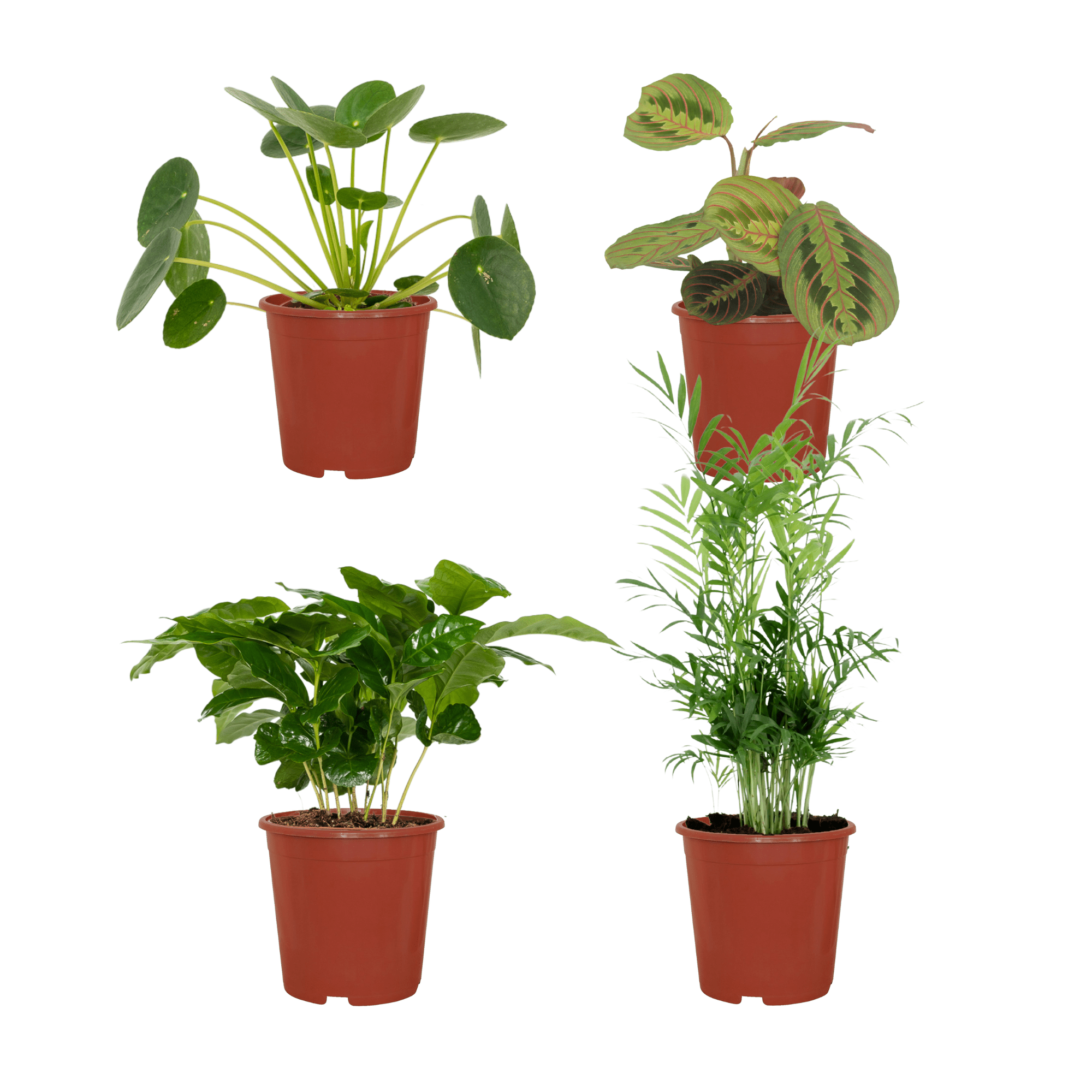 green-guardia-unsere-pflanzen-tierfreundliche-pflanzenbox-4-pflanzen image 1