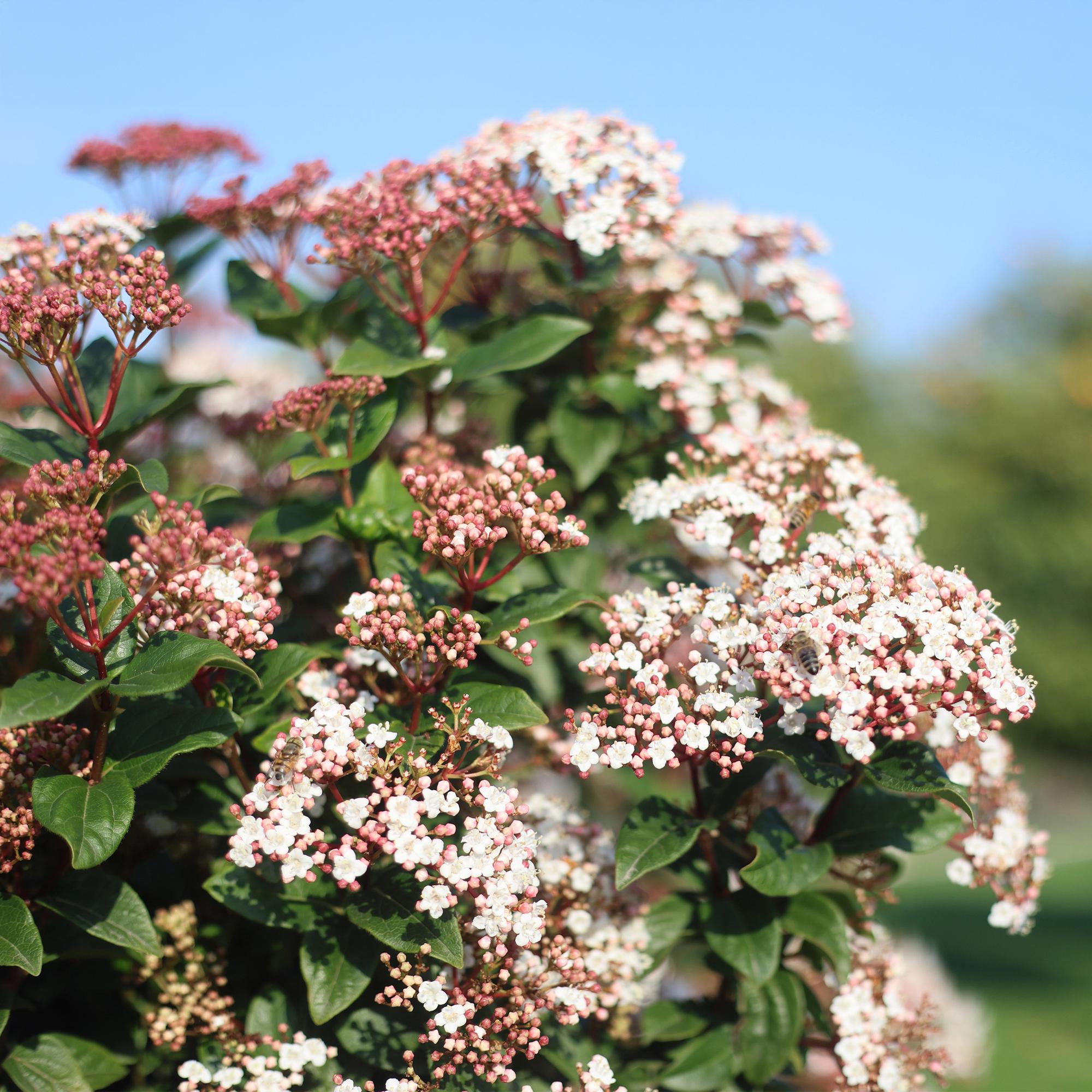 green-guardia-viburnum-tinus-stamm-19cm-wei-rosa image 4