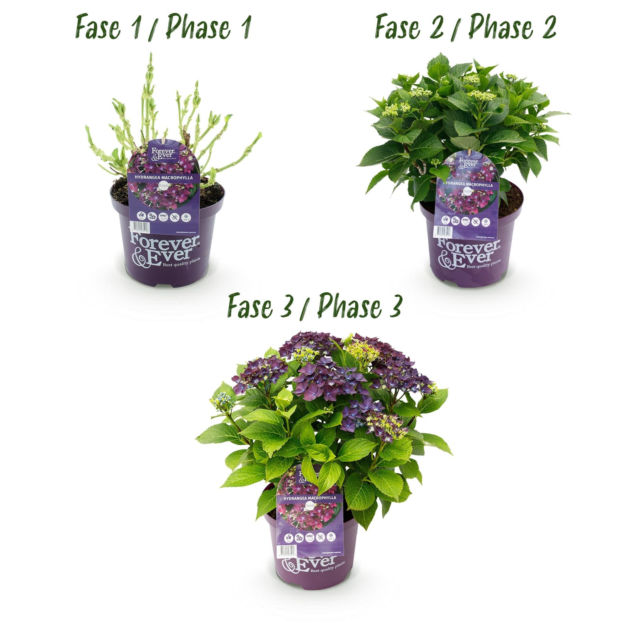 green-guardia-hortensie-forever-ever-lila-gartenhortensie-1-pflanze image 4