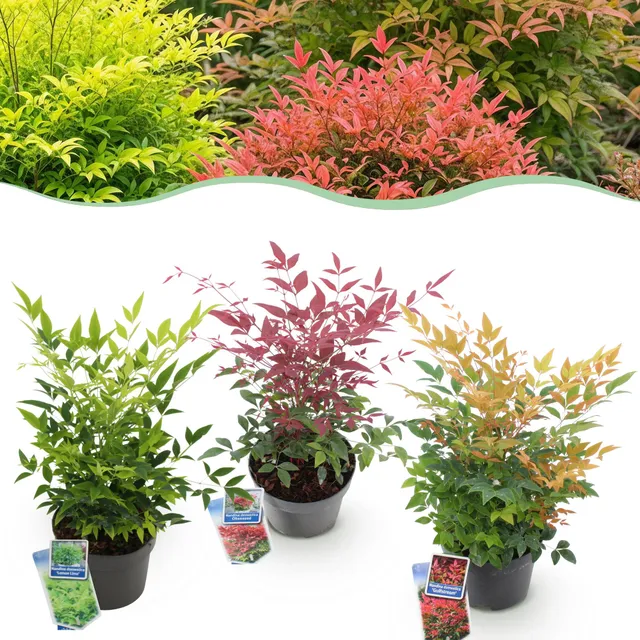 green-guardia-unsere-pflanzen-nandina-tricolour-zierstrauch-45cm image 1
