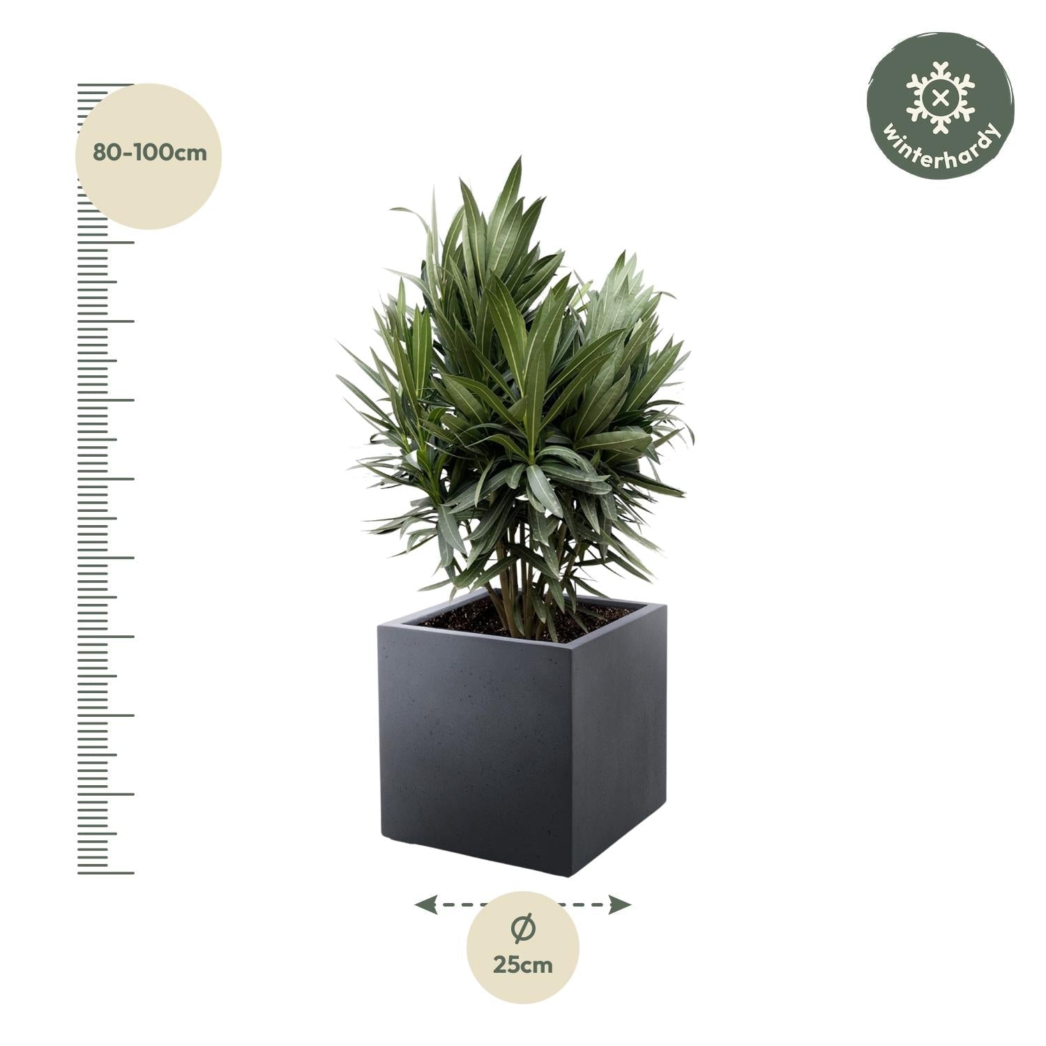 green-guardia-unsere-pflanzen-oleander-nerium-70-cm image 2