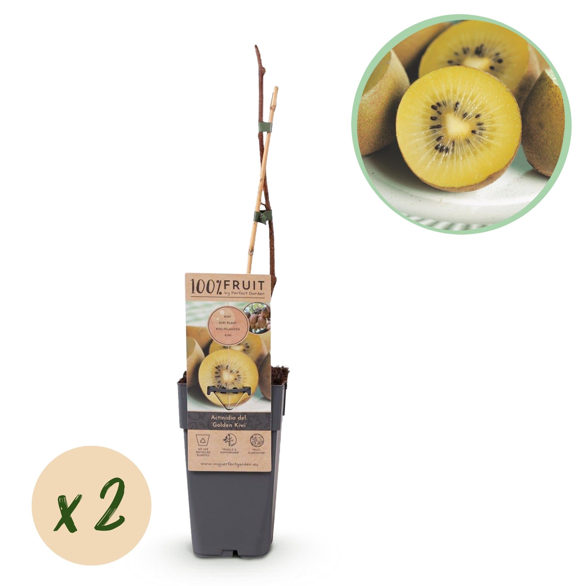 green-guardia-golden-kiwi-obstpflanze-2-pflanzen-gelb-50cm image 1