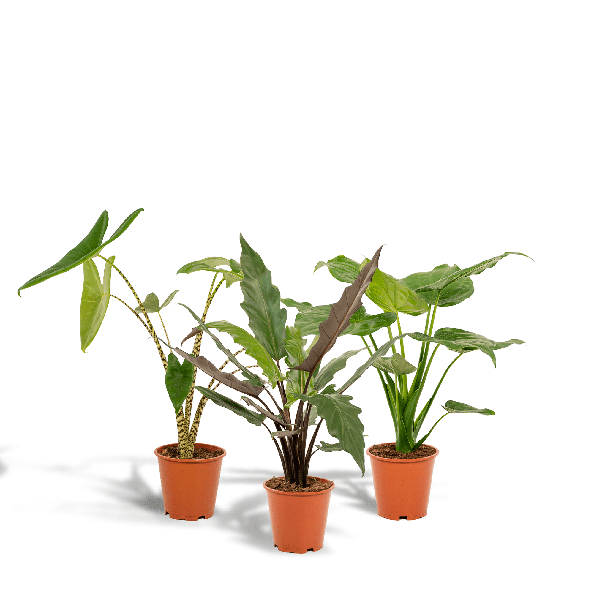 green-guardia-alocasia-zebrina-zimmerpflanze-19cm-3er-set image 1