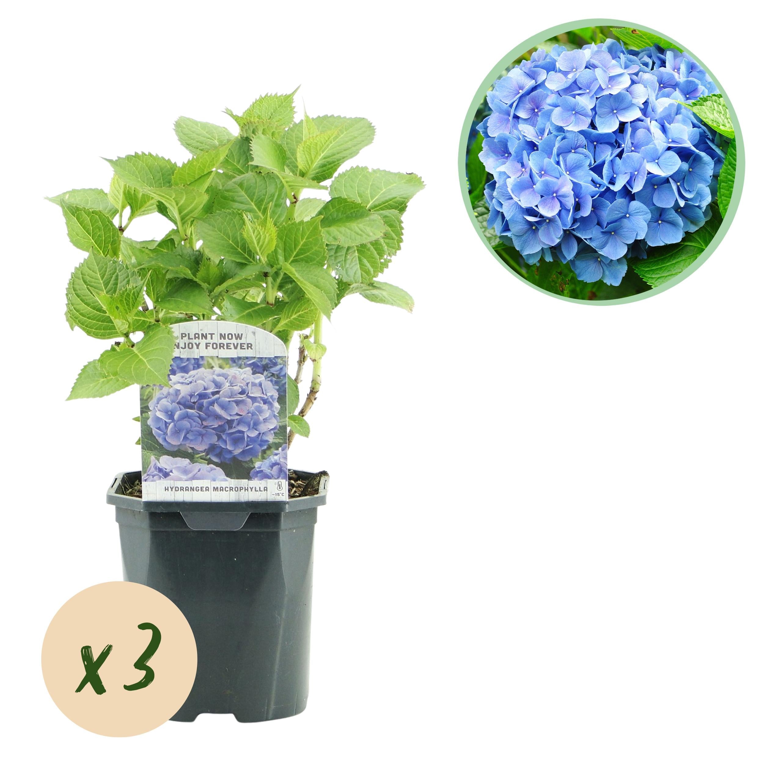 green-guardia-hydrangea-hortensie-3-pflanzen-17-cm-topf image 1