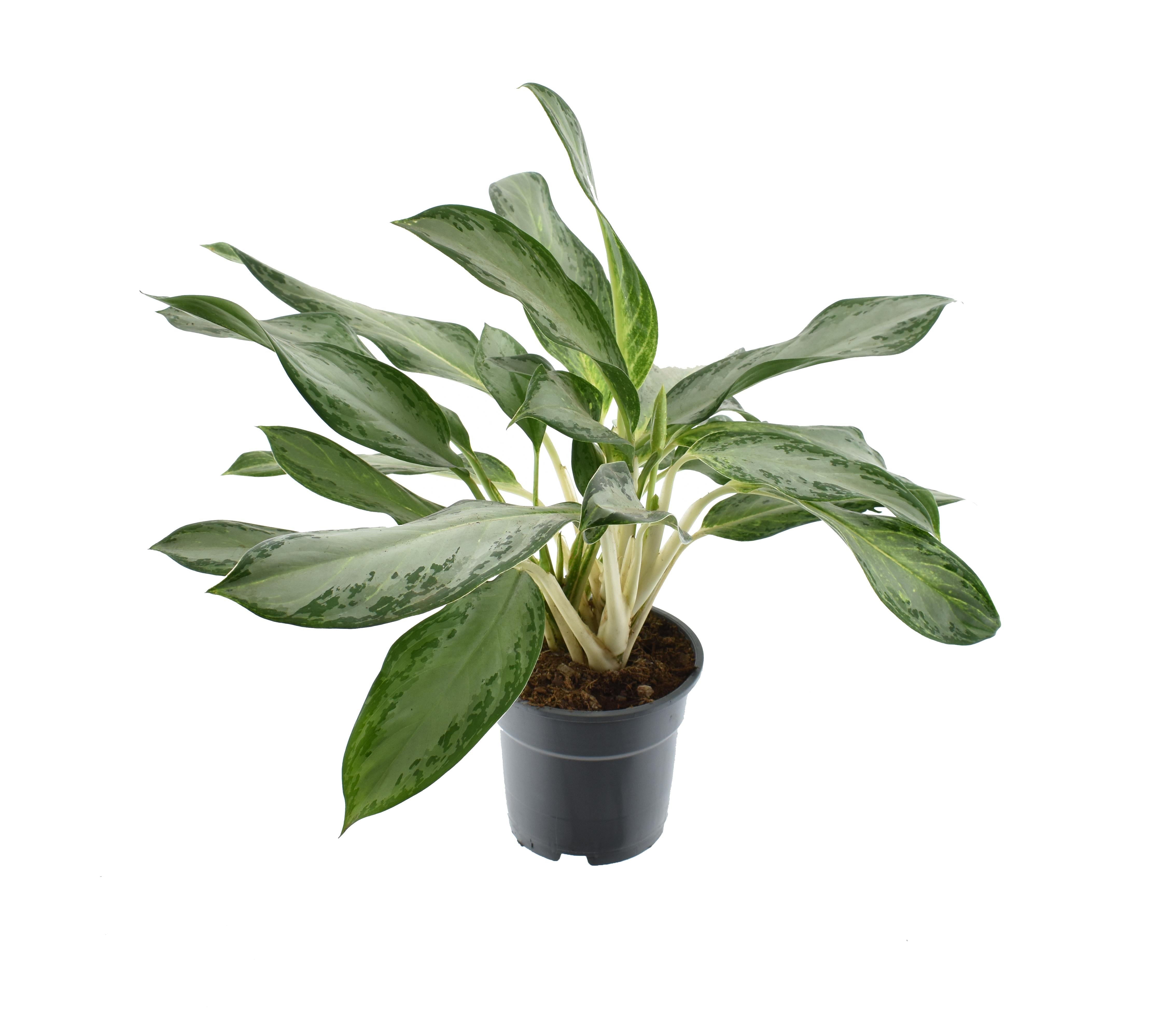 green-guardia-aglaonema-white-joy-kolbenfaden-35-cm-12-cm-topf image 8