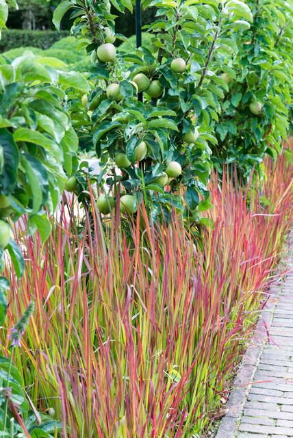 green-guardia-unsere-pflanzen-blutgras-red-baron-6x-rot-9-cm-topf image 4