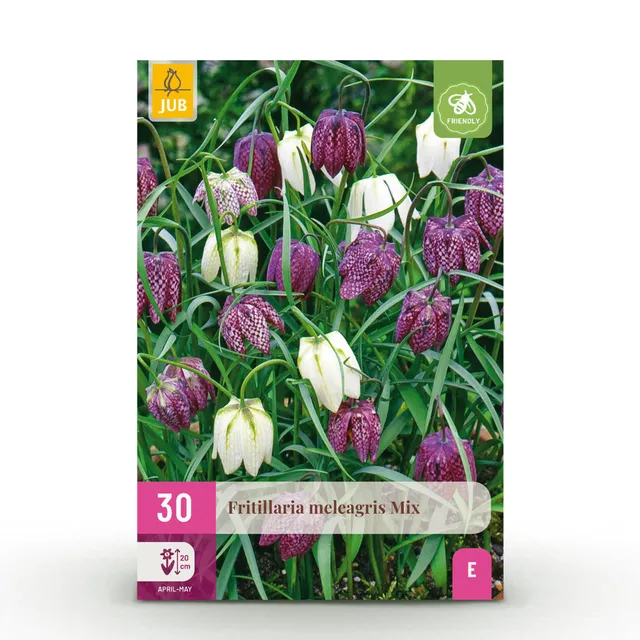 green-guardia-fritillaria-meleagris-blumenzwiebeln-30-st-ck-lila-wei image 1
