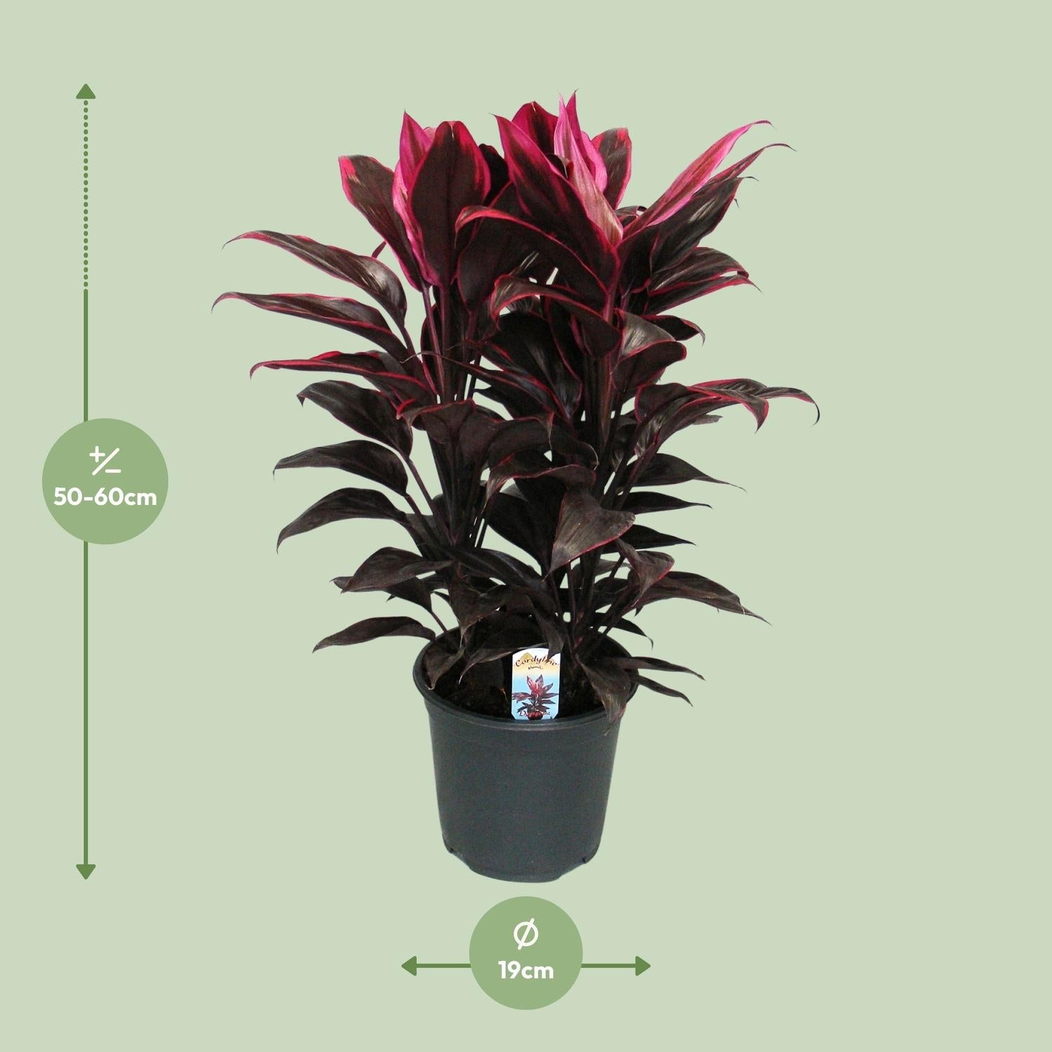 green-guardia-cordyline-mambo-zimmerpflanze-19cm-bunt image 2