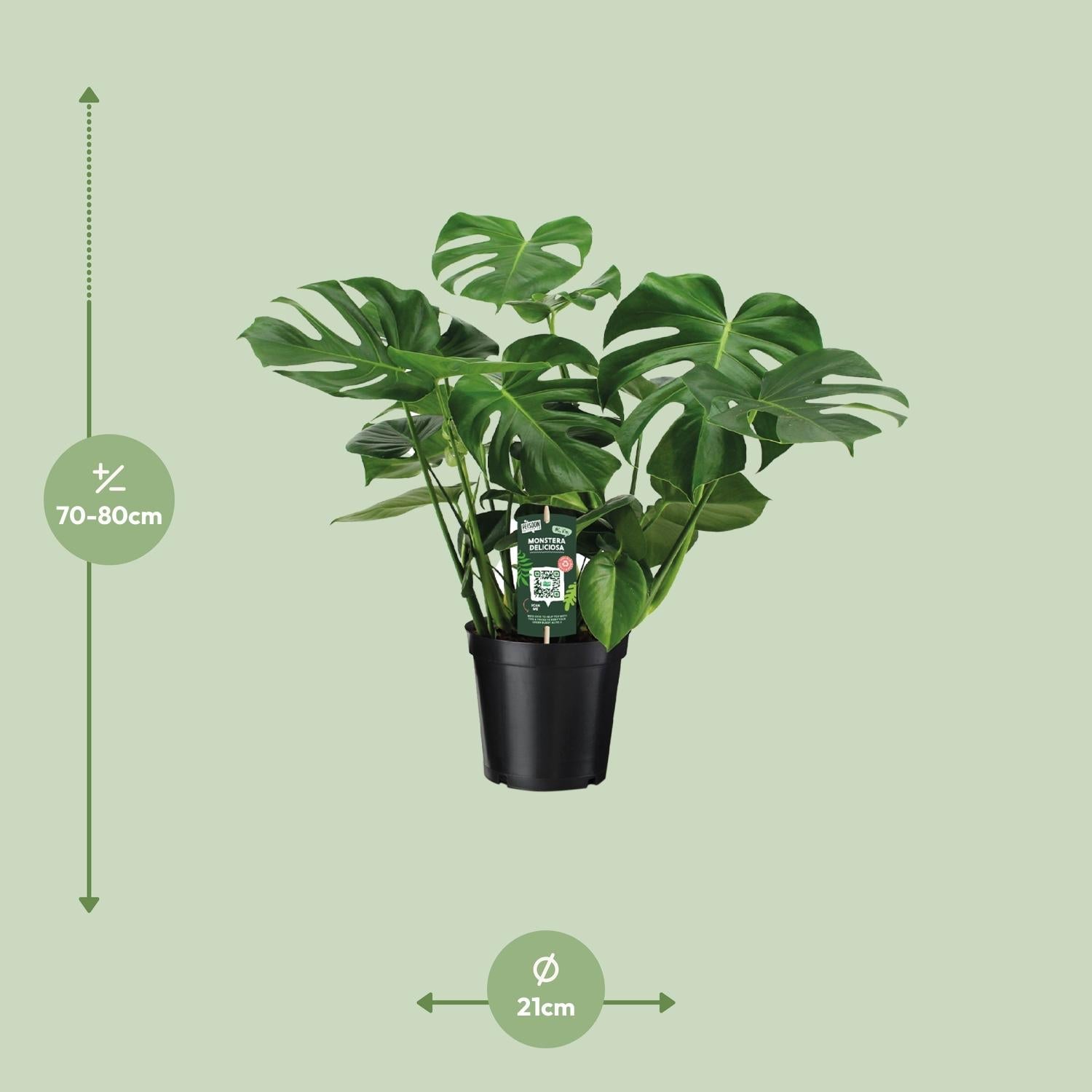 green-guardia-monstera-deliciosa-fensterblatt-60-105-cm image 5
