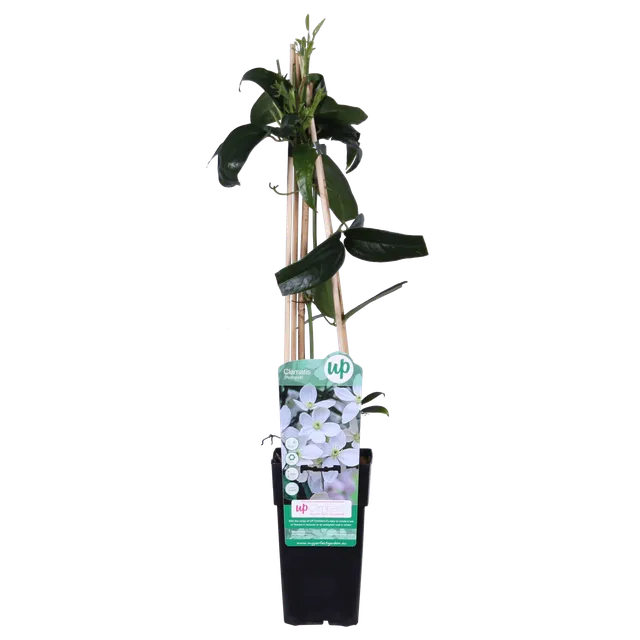 green-guardia-clematis-armandii-kletterpflanze-1-pflanze-wei-immergr-n image 1