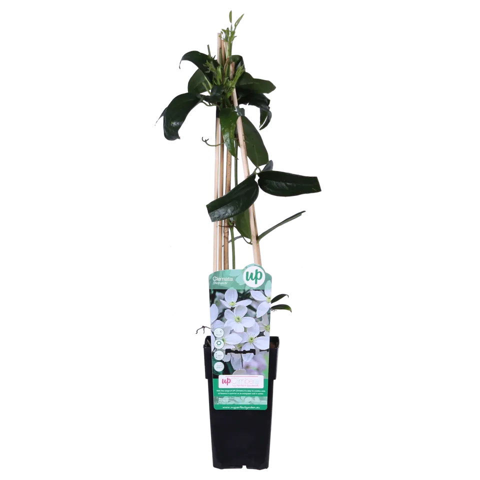 green-guardia-clematis-armandii-kletterpflanze-1-pflanze-wei-immergr-n image 1