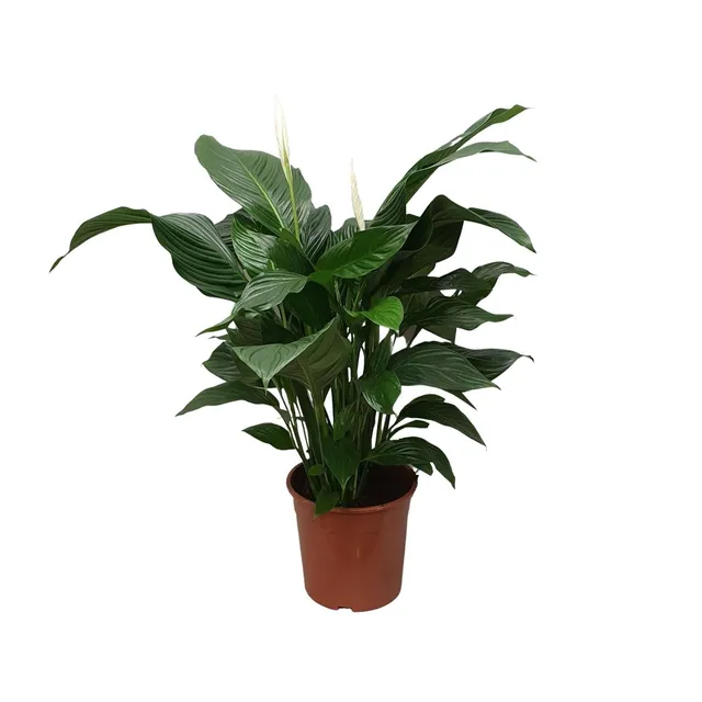 green-guardia-spathiphyllum-vivaldi-friedenslilie-70cm image 1