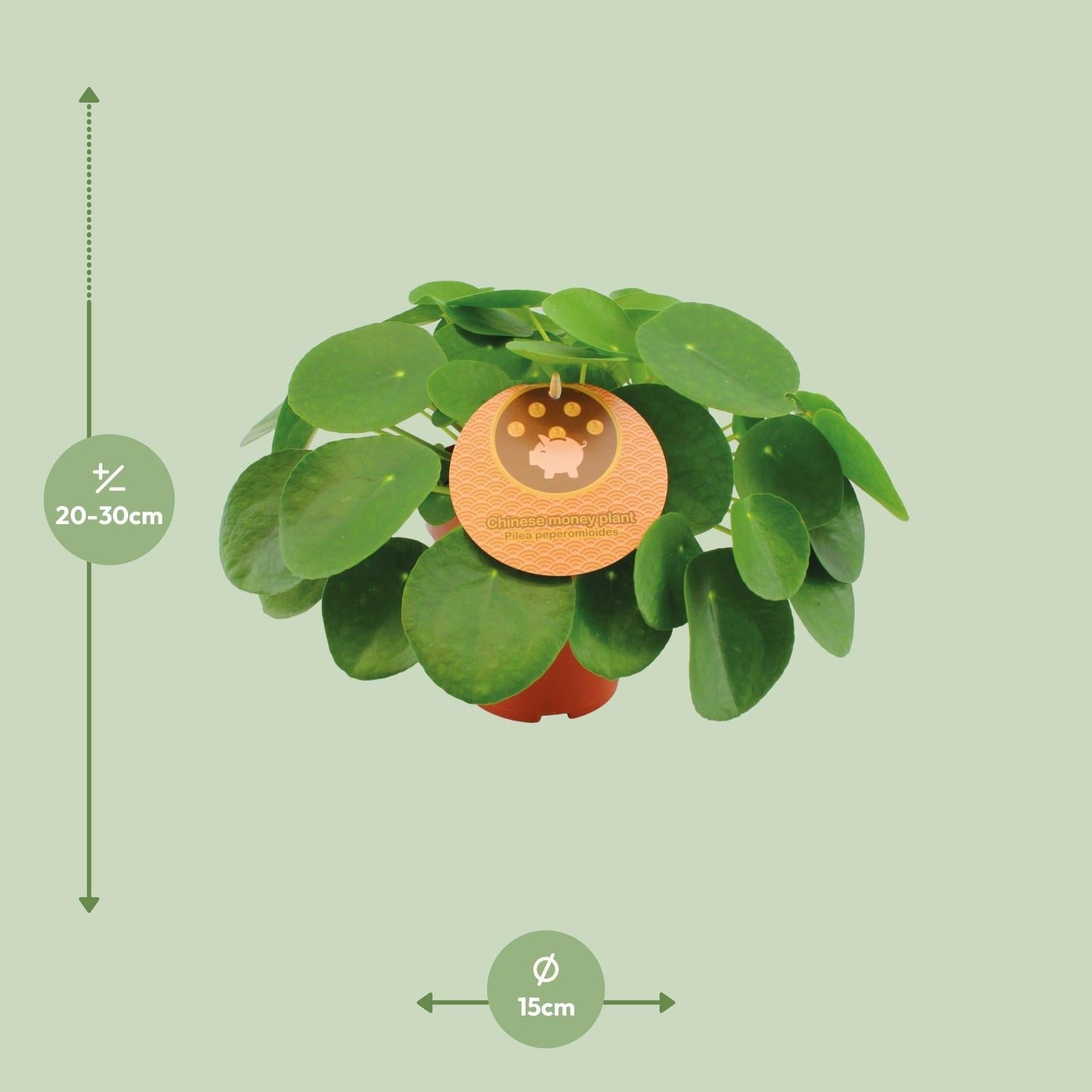 green-guardia-pilea-peperomioides-geldbaum-30-cm image 2