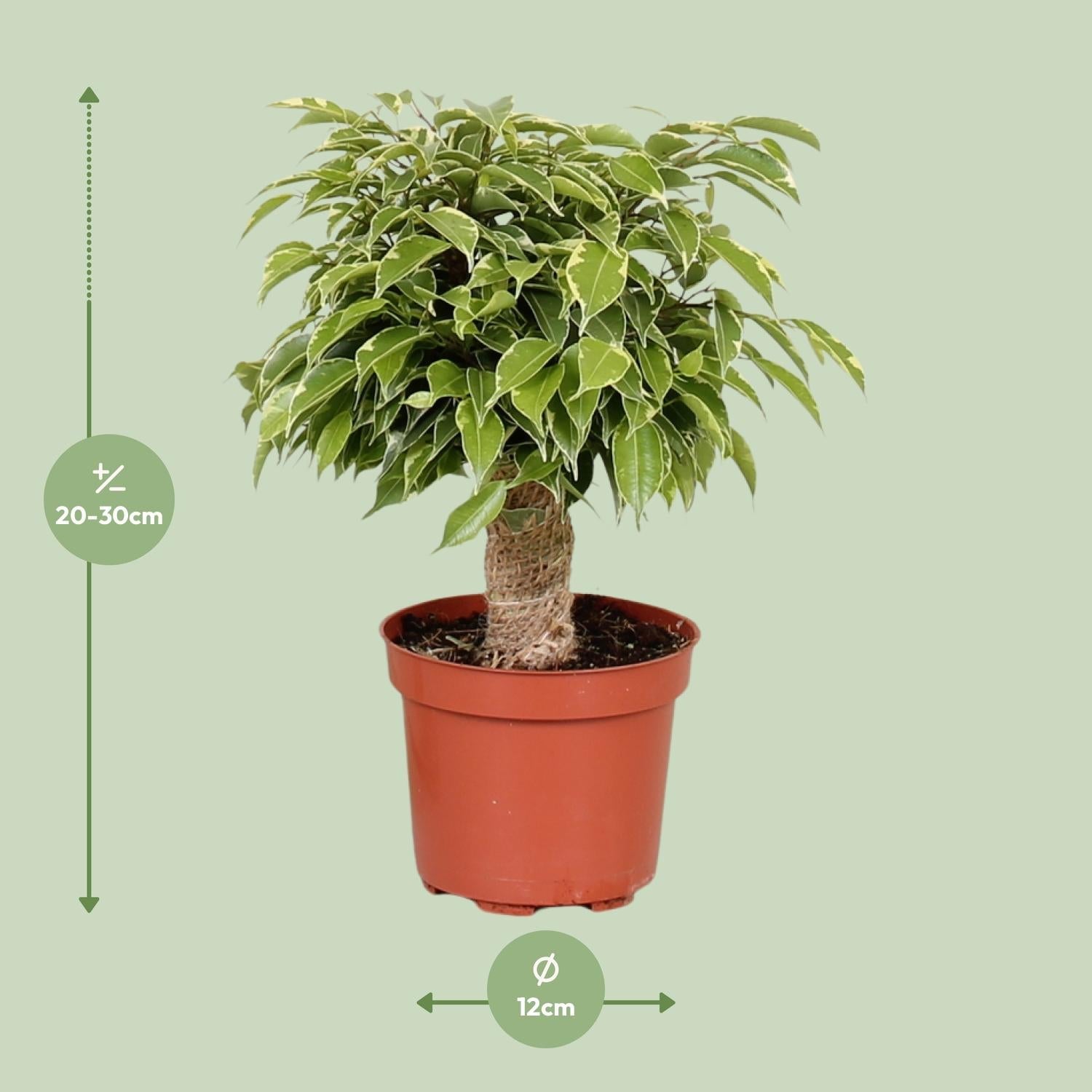 green-guardia-unsere-pflanzen-ficus-benjamina-kinky-birkenfeige-12cm-28cm image 2