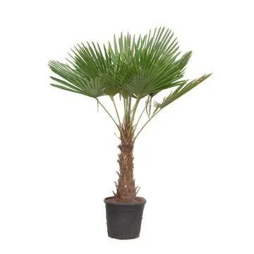 green-guardia-unsere-pflanzen-trachycarpus-hanfpalme-120-160cm-palme image 1