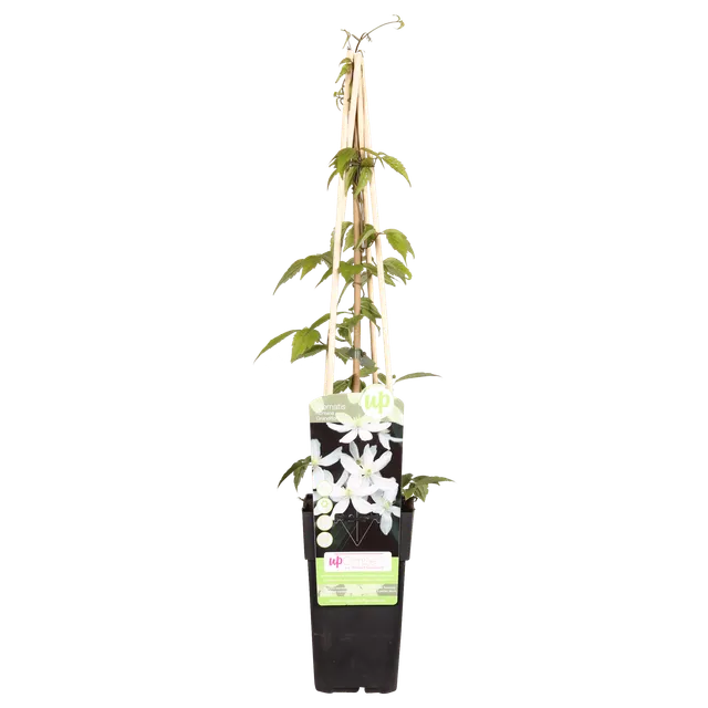 green-guardia-clematis-grandiflora-kletterpflanze-wei-1-pflanze image 1