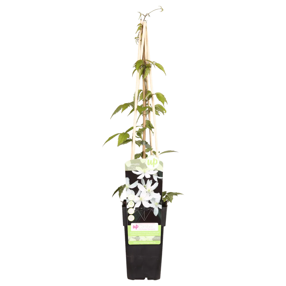 green-guardia-clematis-grandiflora-kletterpflanze-wei-1-pflanze image 1