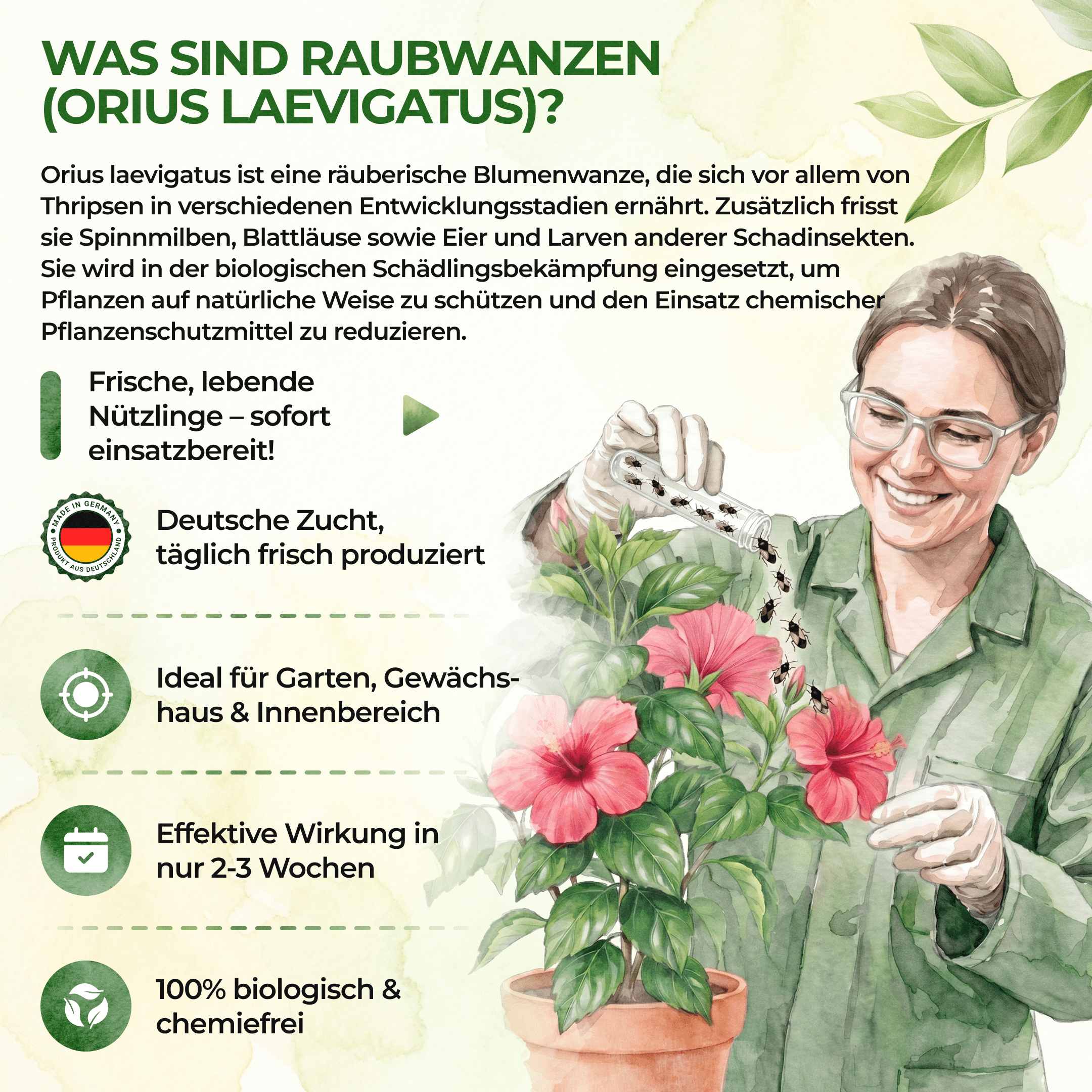 green-guardia-orius-raubwanzen-gegen-thripse-30-n-tzlinge image 6