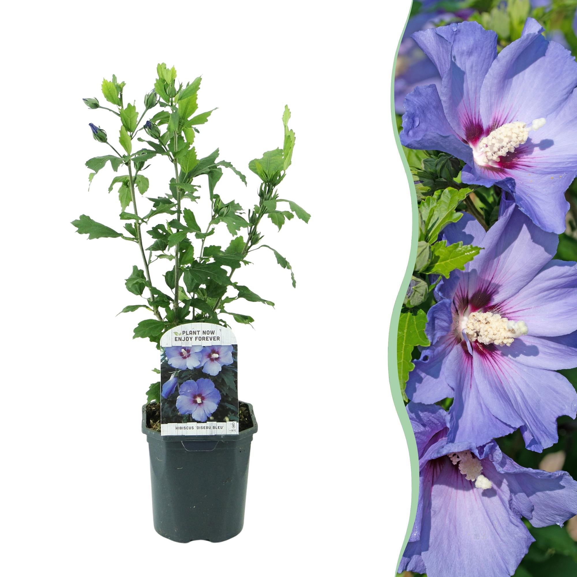 green-guardia-hibiskus-oiseau-blue-gartenstrauch-blau-45-cm-winterhart image 1