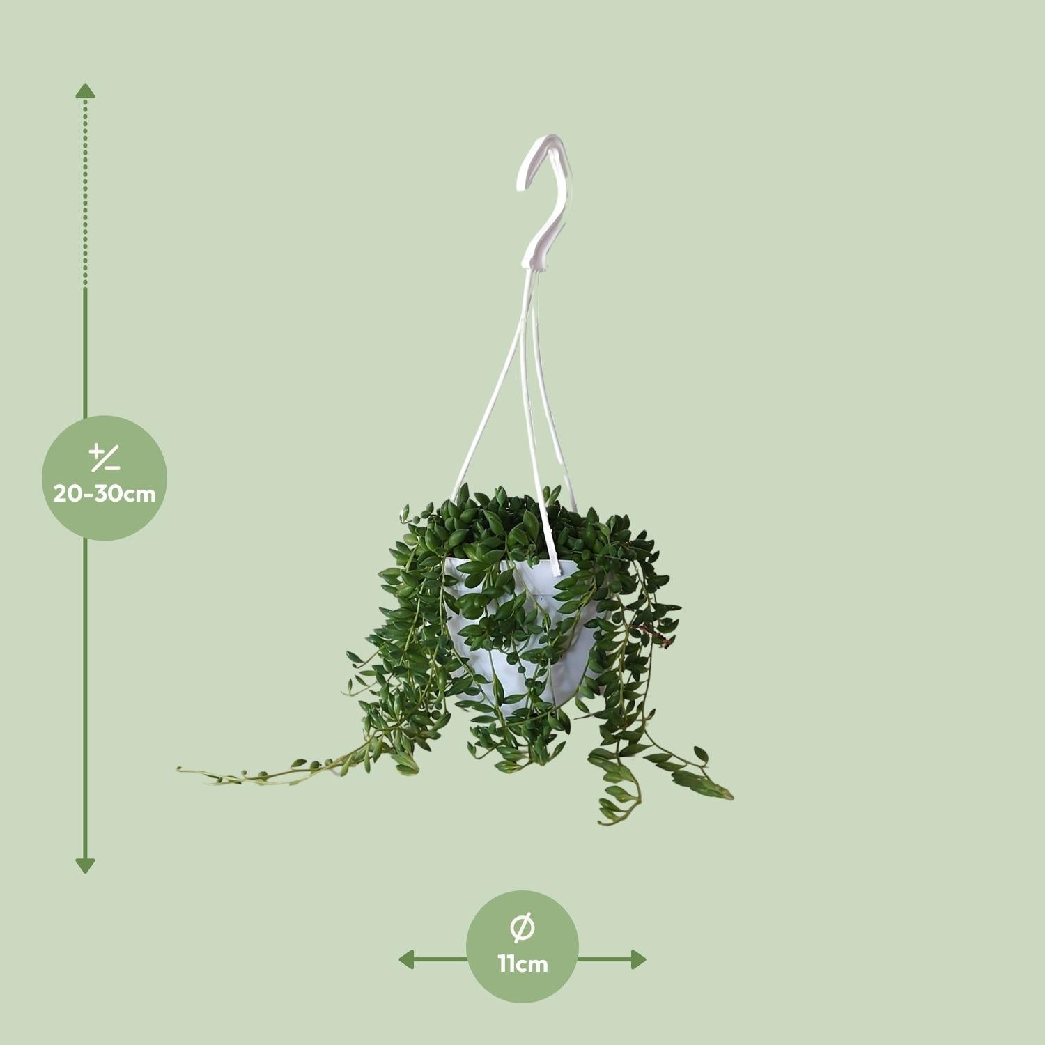 green-guardia-unsere-pflanzen-senecio-herreianus-erbsenpflanze-25cm image 4
