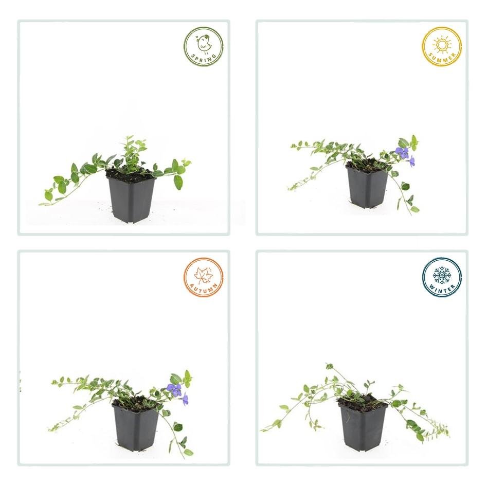 green-guardia-vinca-minor-ralph-shugert-immergr-n-9cm image 3