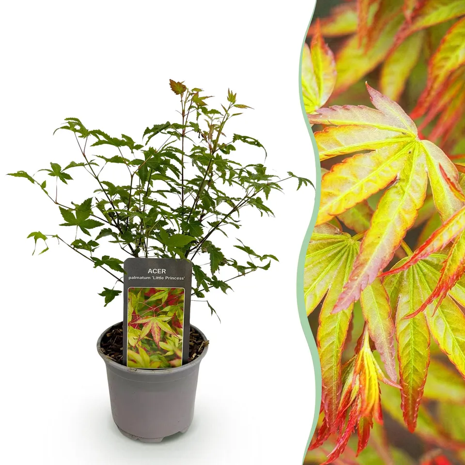 green-guardia-unsere-pflanzen-acer-palmatum-little-princess-ahorn-1x-pflanze image 1
