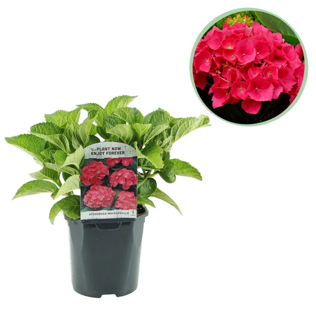 green-guardia-hydrangea-macrophylla-hortensie-blau-17cm-topf image 1