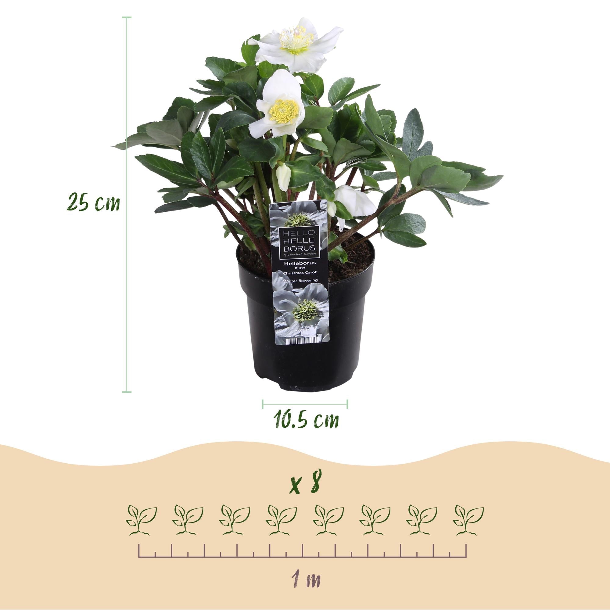 green-guardia-unsere-pflanzen-christmas-carol-christrose-14-cm-wei image 2