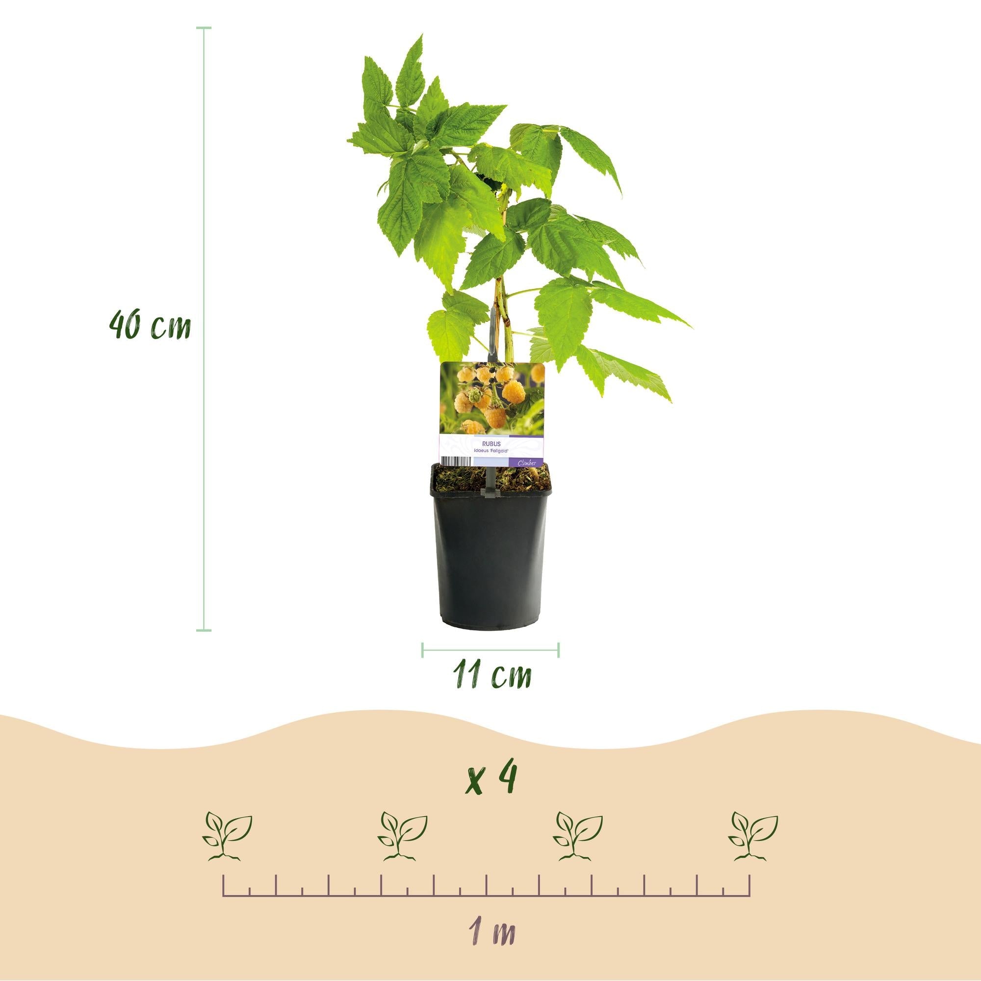 green-guardia-fallgold-gelbe-himbeere-himbeerpflanze-2x-11cm-topf image 5