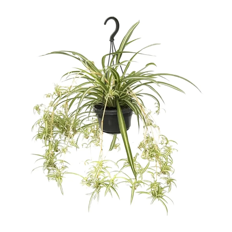 green-guardia-unsere-pflanzen-chlorophytum-variegatum-gr-nlilie-55-cm image 1