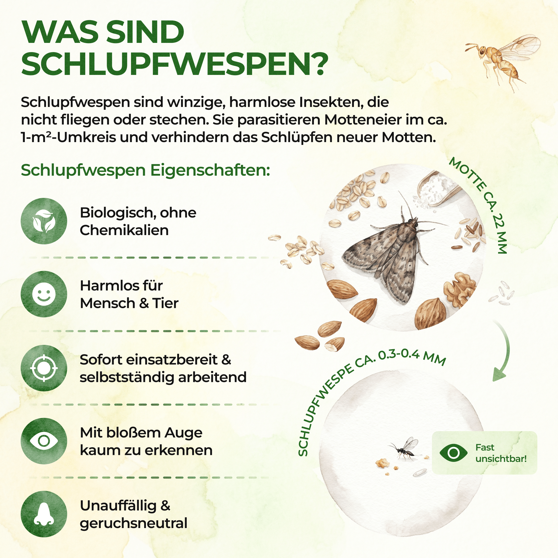 green-guardia-schlupfwespen-lebensmittelmotten-n-tzlinge-karte image 3