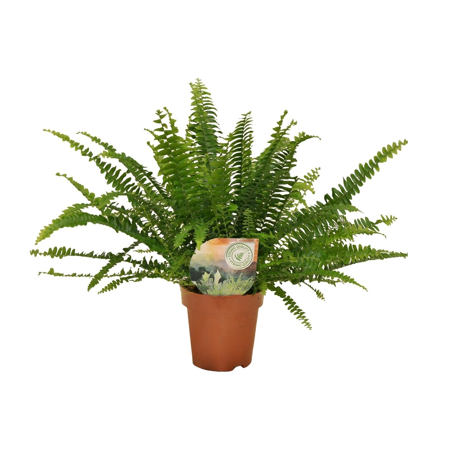 green-guardia-green-lady-farn-nephrolepis-30-cm-12-cm-topf image 1