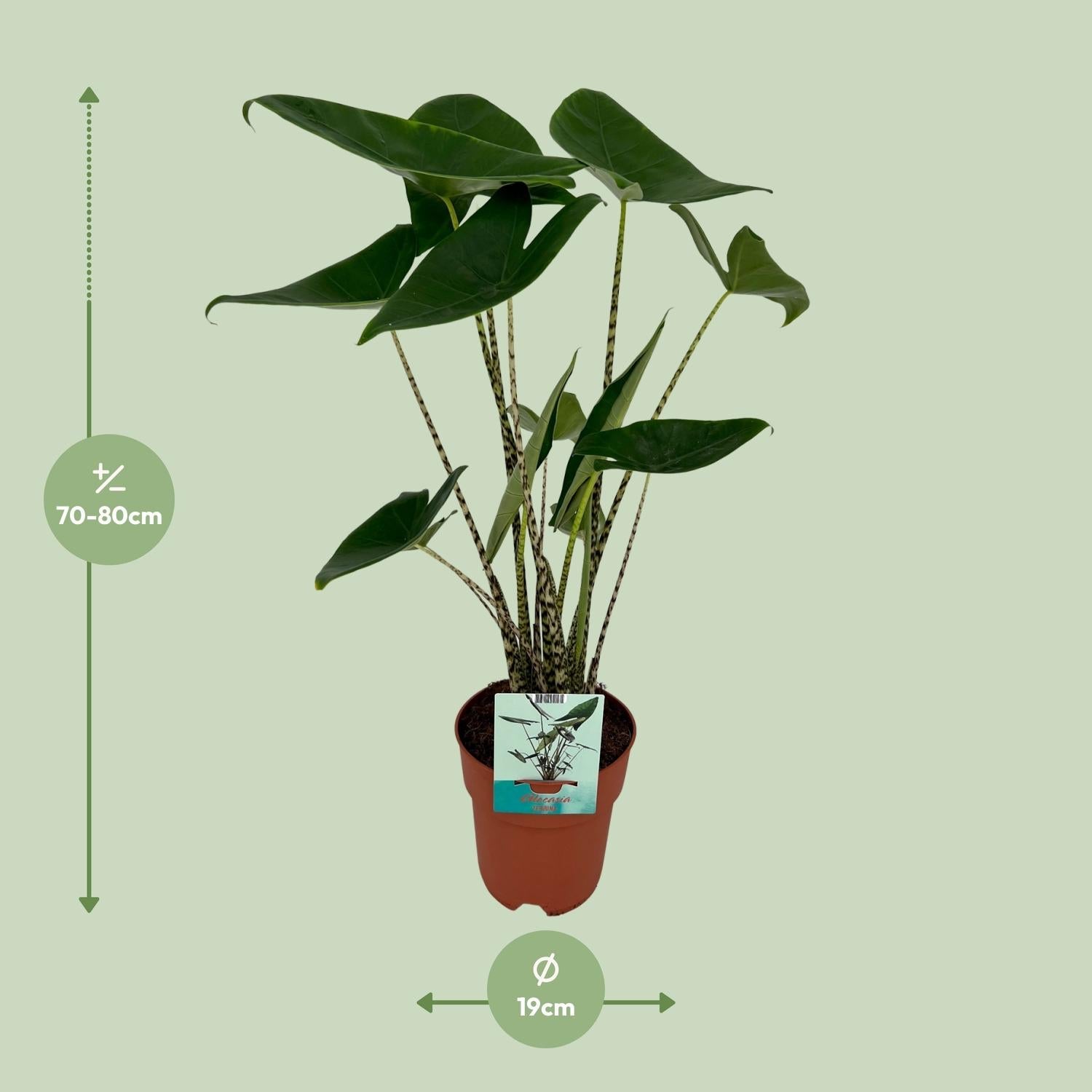green-guardia-zebrina-alocasia-pfeilblatt-75-80-cm-topf image 4