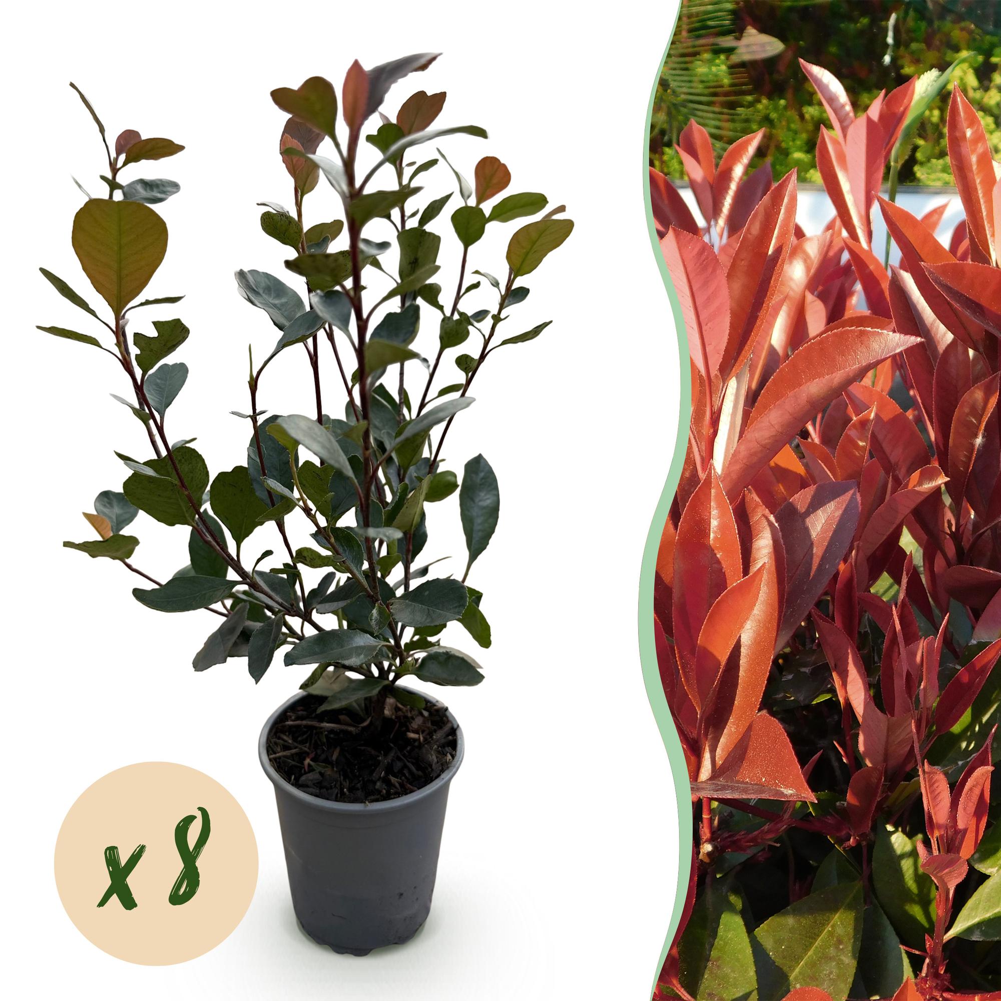 green-guardia-photinia-little-red-robin-glanzmispel-8-pflanzen-rot image 1