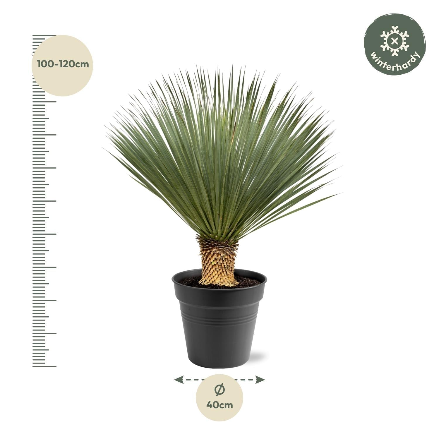 green-guardia-unsere-pflanzen-yucca-rostrata-palmlilie-80-160cm image 3