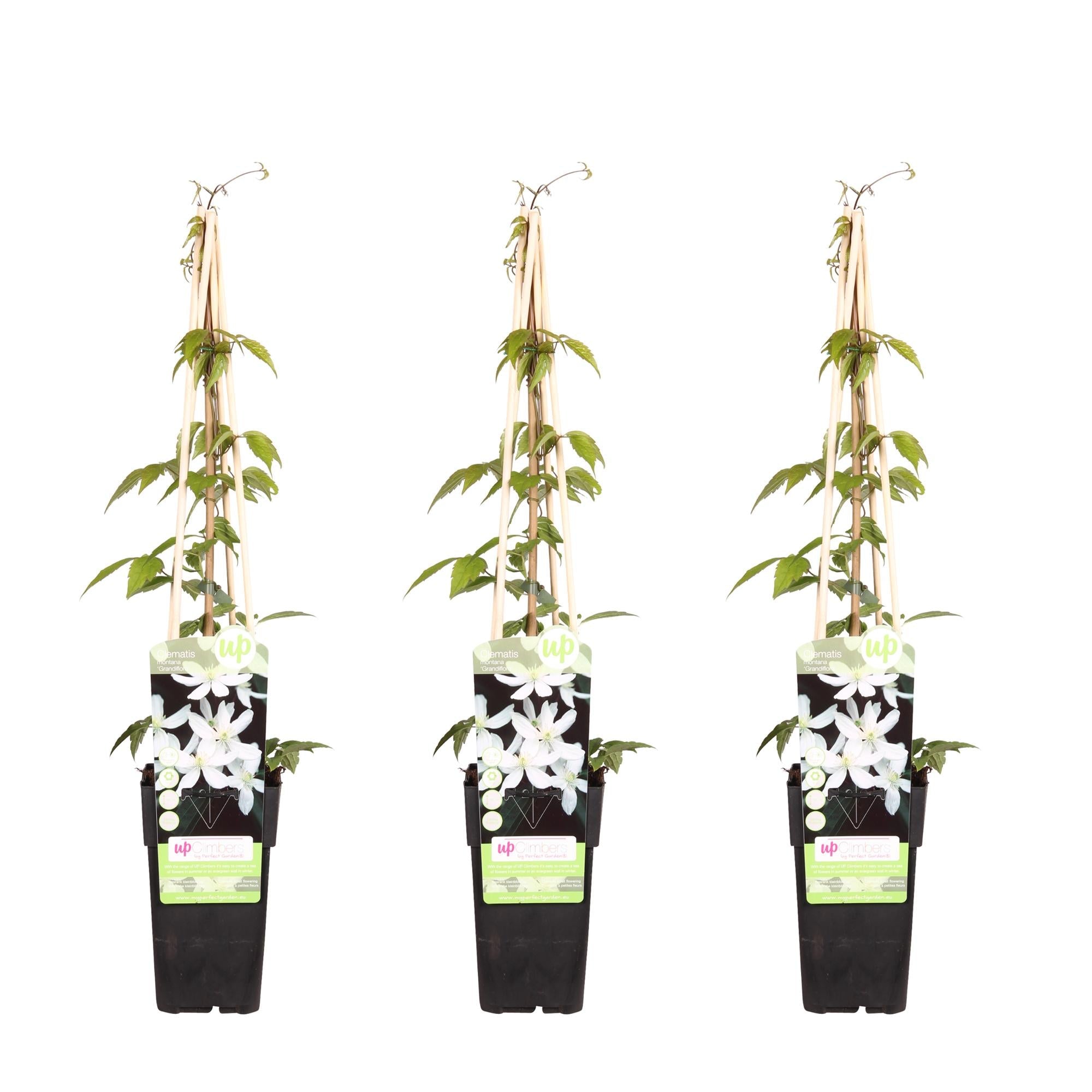 green-guardia-clematis-grandiflora-kletterpflanze-wei-1-pflanze image 3