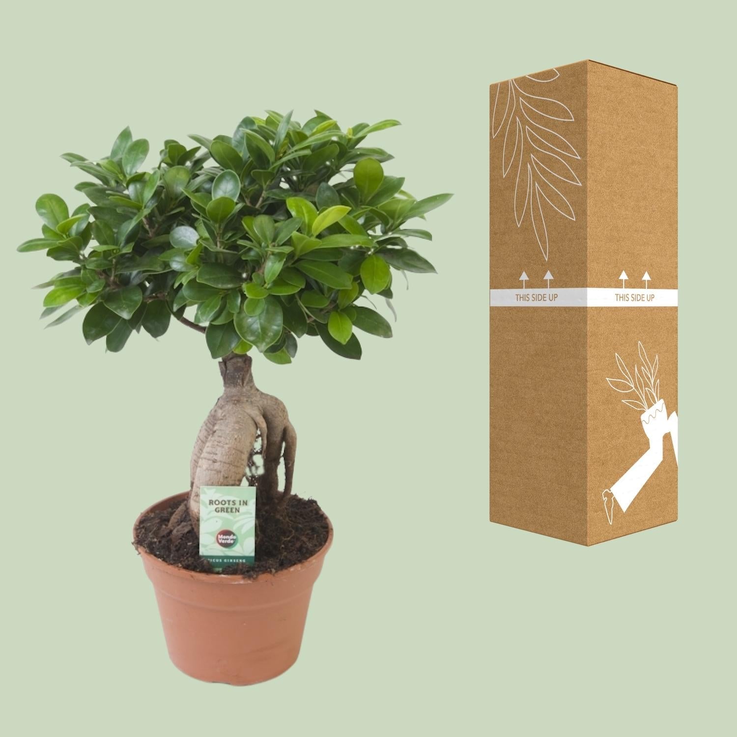 green-guardia-ficus-ginseng-bonsai-feige-40-70-cm-zimmerpflanze image 2
