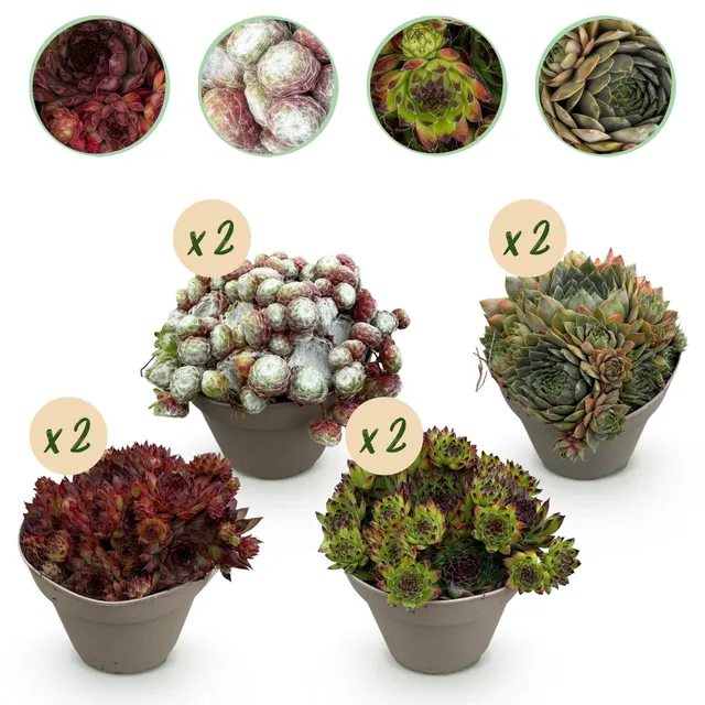green-guardia-big-sam-sempervivum-bodendecker-8-pflanzen image 1