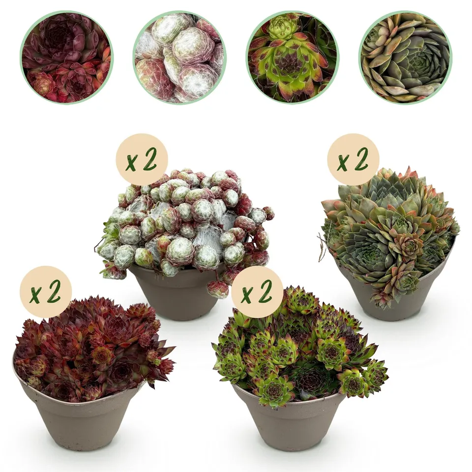 green-guardia-big-sam-sempervivum-bodendecker-8-pflanzen image 1