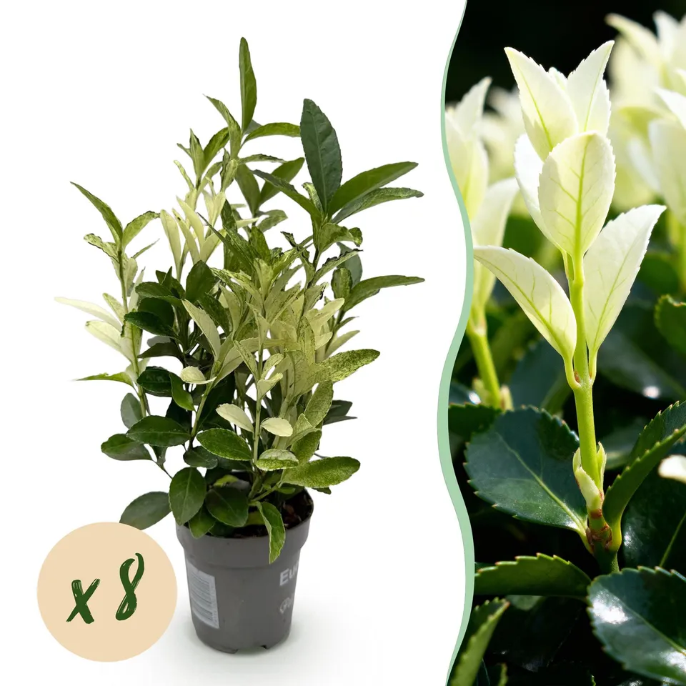 green-guardia-euonymus-paloma-blanca-hecke-8-pflanzen-9cm-topf image 1