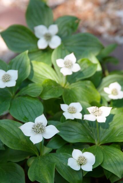 green-guardia-cornus-canadensis-bodendecker-6-pflanzen image 5