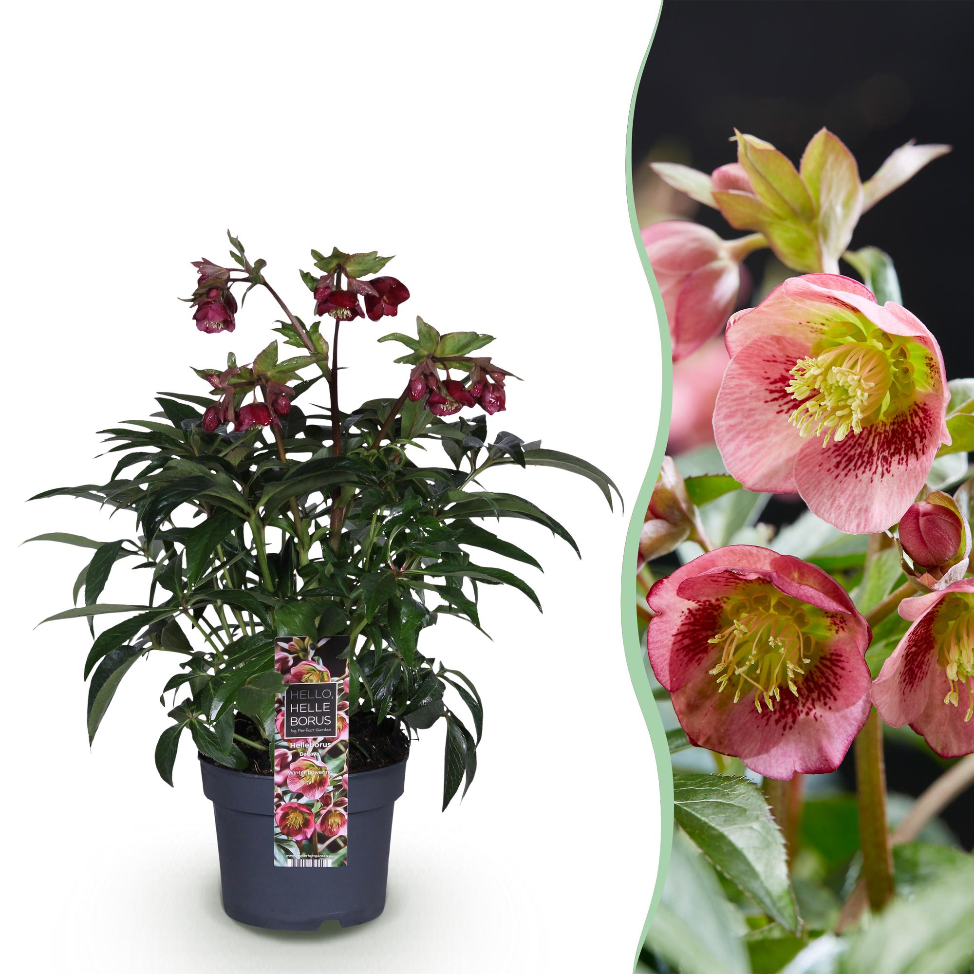 green-guardia-unsere-pflanzen-helleborus-dacaya-christrose-19cm-rosa image 1