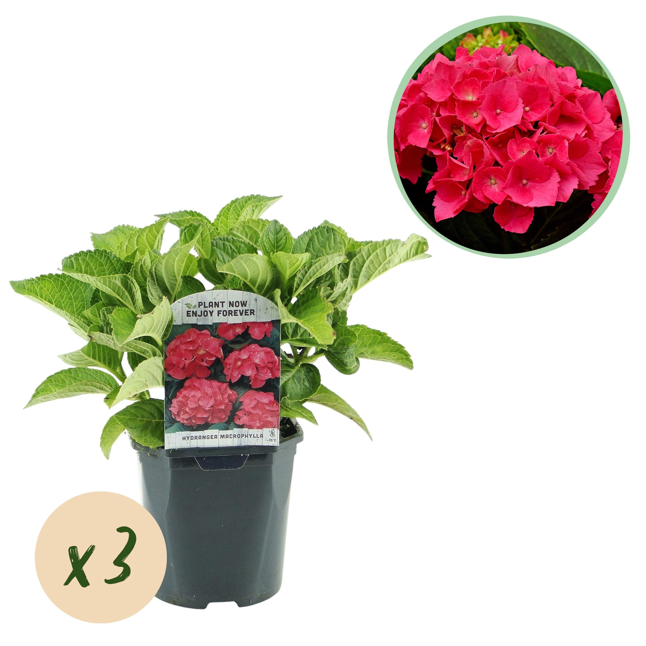 green-guardia-hydrangea-hortensie-3-pflanzen-17-cm-topf image 4