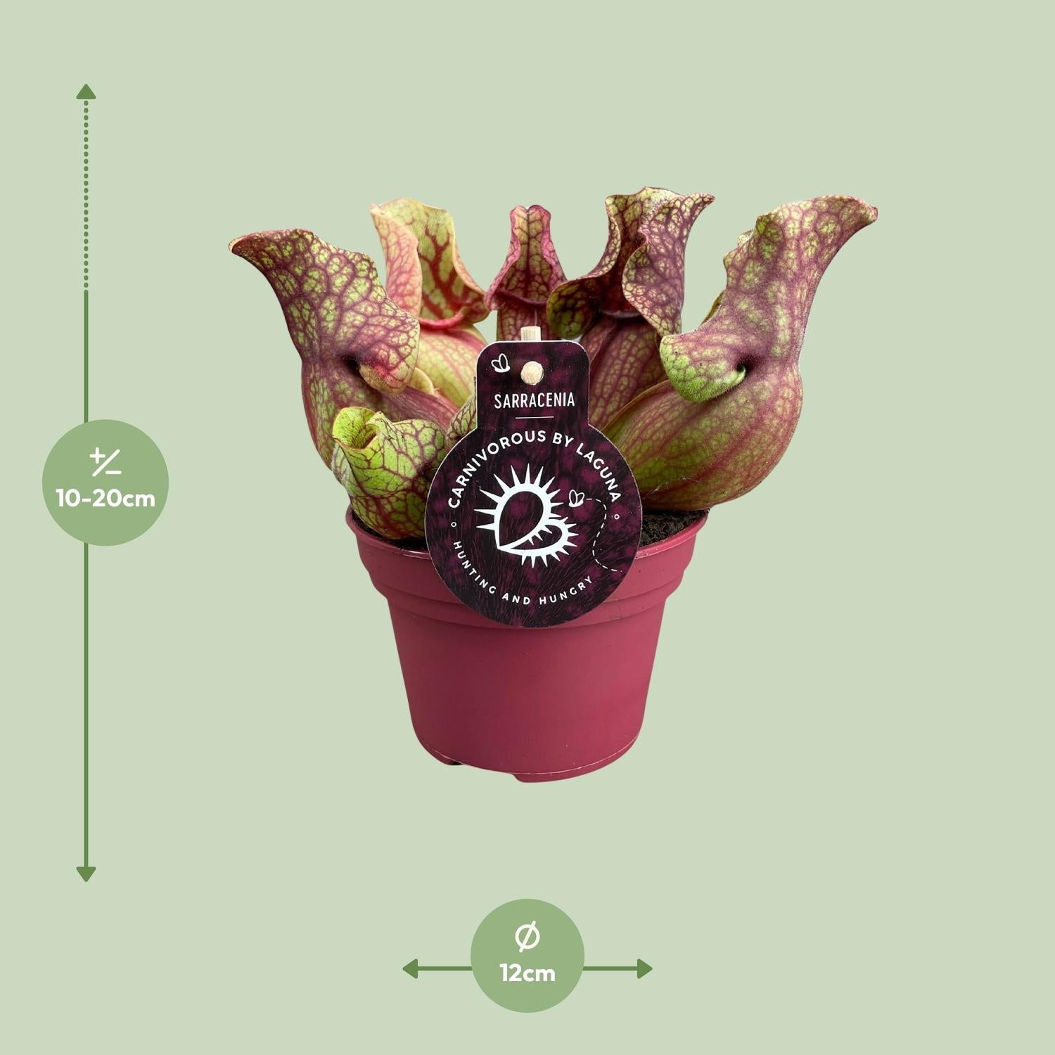 green-guardia-sarracenia-psittacina-schlauchpflanze-12cm-fleischfressend image 7