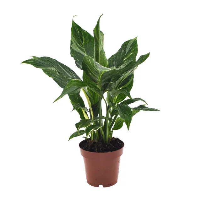 green-guardia-spathiphyllum-diamond-einblatt-12cm-40cm image 1