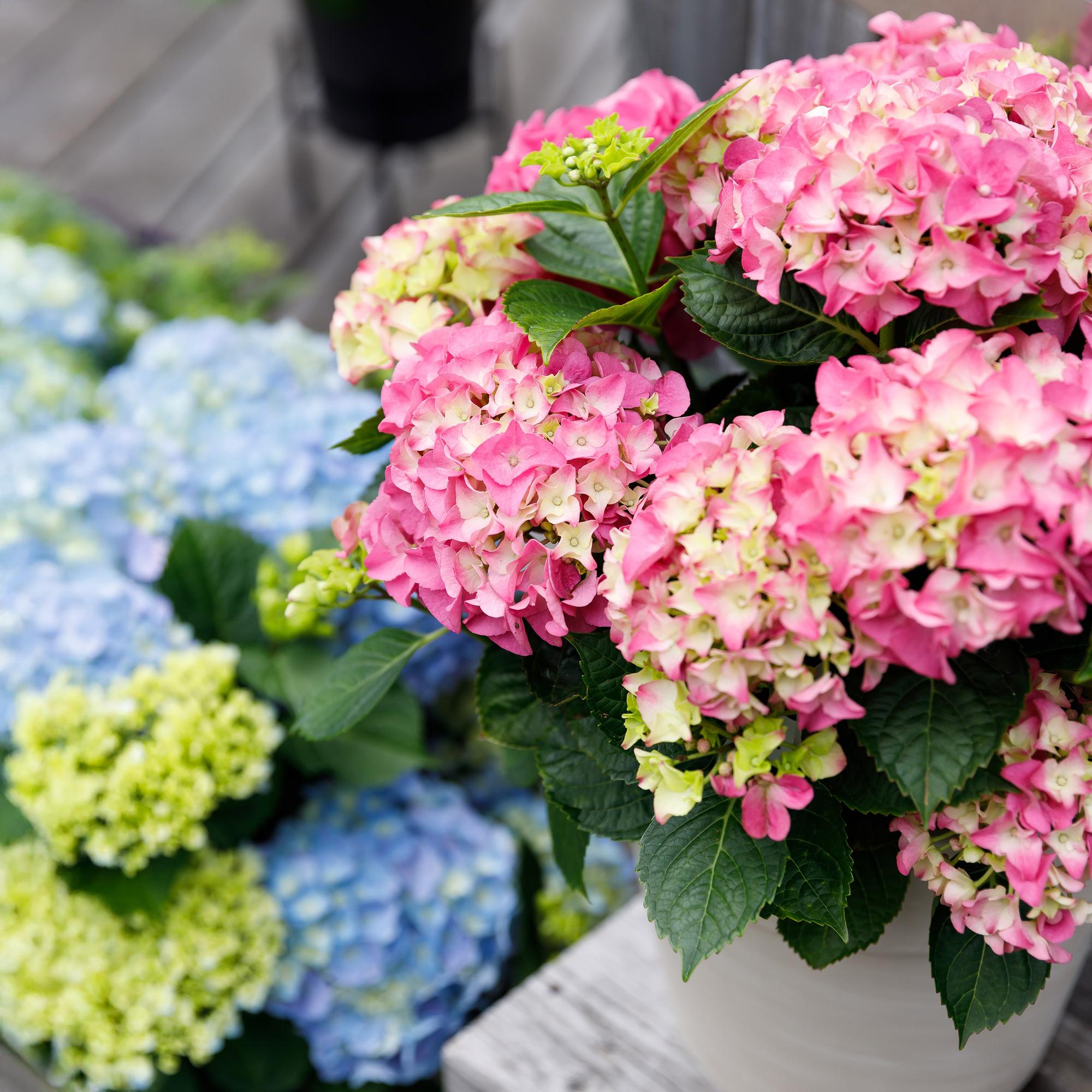 green-guardia-forever-ever-hortensie-rosa-1-pflanze-23-cm-topf image 3