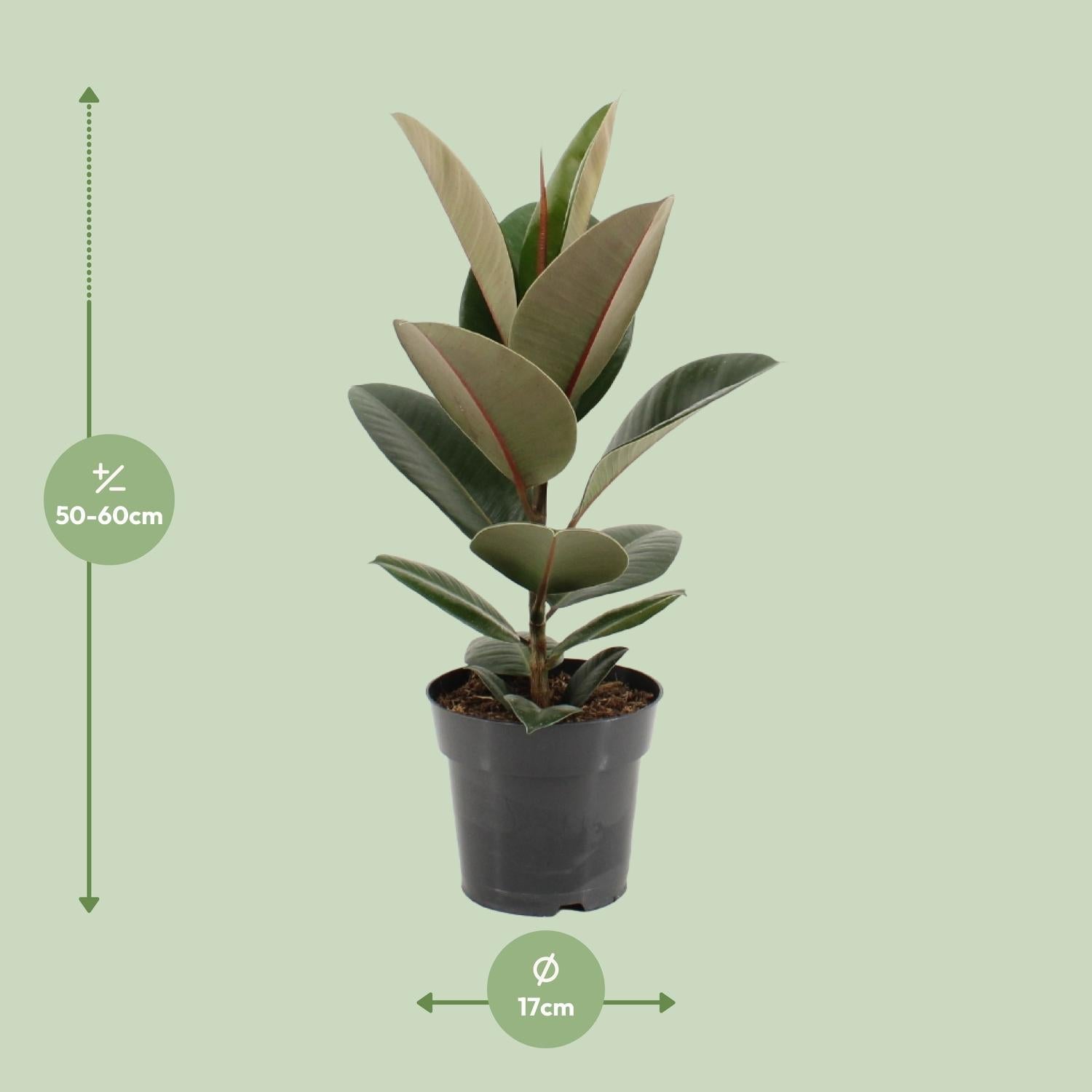 green-guardia-unsere-pflanzen-ficus-elastica-robusta-gummibaum-55cm image 5