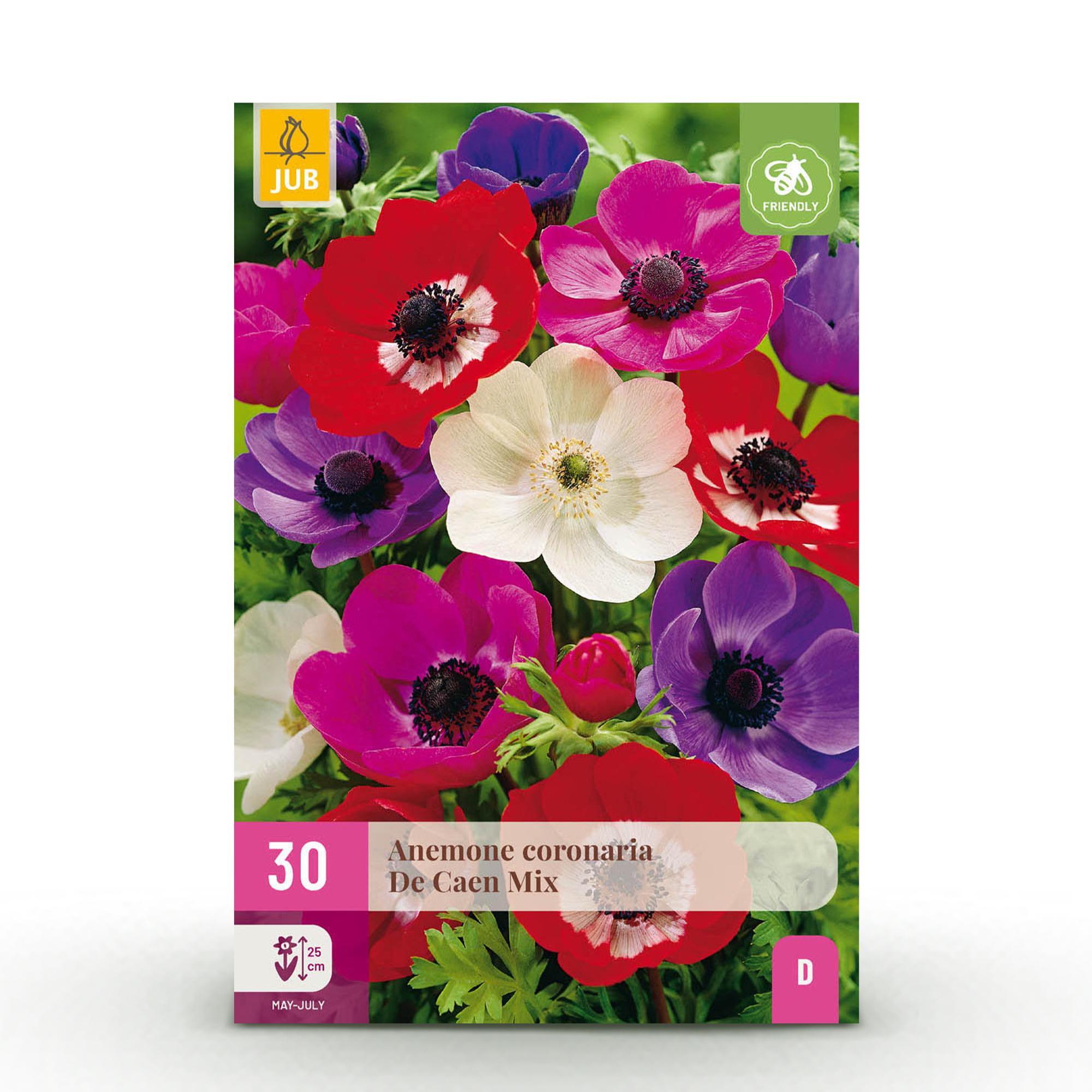 green-guardia-anemone-de-caen-mix-blumenzwiebeln-30-st-ck-winterhart image 1